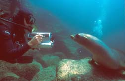 Eli & sea lion in the Sea of Cortez